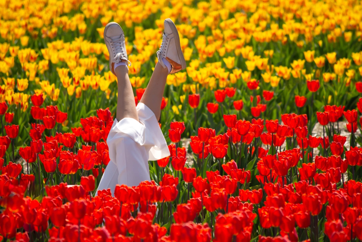 Woman lying down in a field of tulips